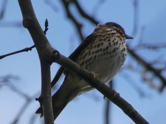 Turdus philomelos