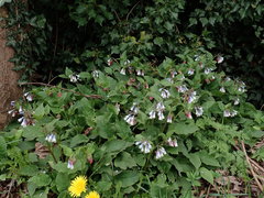 Symphytum × hidcotense