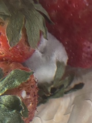 Botrytis