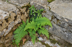 Dryopteris pallida