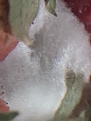 Botrytis