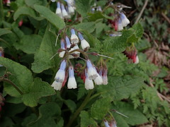 Symphytum × hidcotense