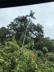 Socratea