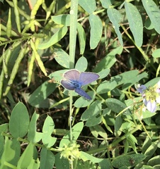 Leptotes trigemmatus