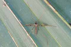Epiphragma solatrix