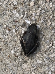 Osteopilus septentrionalis