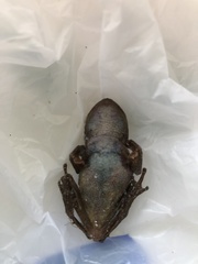 Osteopilus septentrionalis