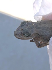 Osteopilus septentrionalis