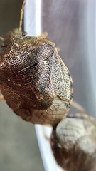 Cosmopepla intergressa