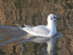 Chroicocephalus ridibundus