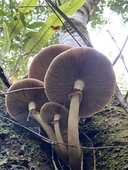 Cyclocybe parasitica