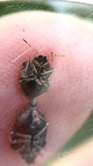 Cosmopepla intergressa