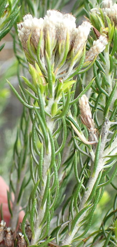 Image of Metalasia pallida by (c) Nicola van Berkel, some rights reserved (CC BY-SA)