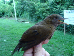 Turdus sanchezorum