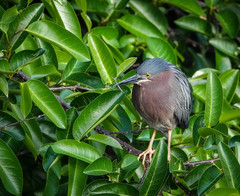 Butorides virescens image