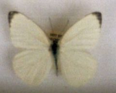 Appias epaphia contracta