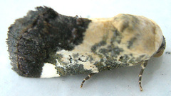 Acontia