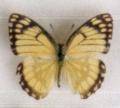 Colotis protomedia