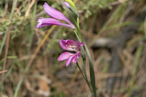 Image of Gladiolus anatolicus by (c) Eleftherios Katsillis, some rights reserved (CC BY)