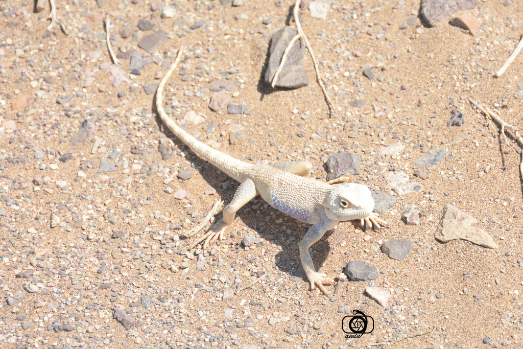 Brilliant Ground Agama