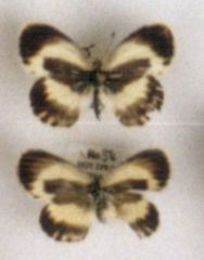 Colotis daira stygia