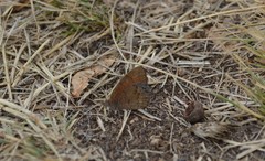 Cyllopsis pertepida pertepida