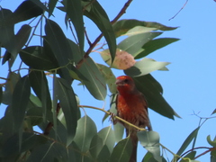 Haemorhous mexicanus