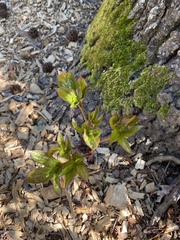 Paeonia lactiflora