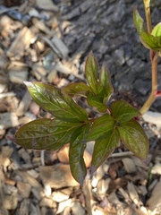 Paeonia lactiflora