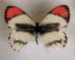 Colotis euippe exole