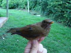 Turdus sanchezorum