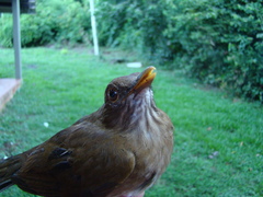 Turdus sanchezorum