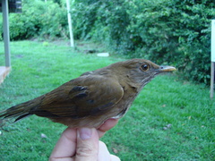 Turdus sanchezorum