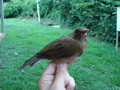 Turdus sanchezorum