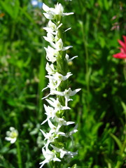 Platanthera dilatata albiflora