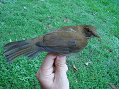 Turdus sanchezorum
