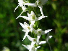 Platanthera dilatata albiflora
