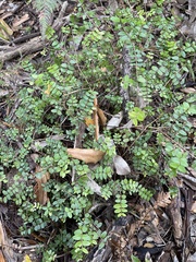 Metrosideros diffusa