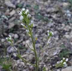 Arabis recta