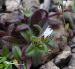 Cerastium pumilum