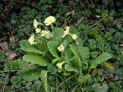 Primula