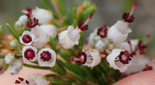 Image of Erica demissa by (c) Nicola van Berkel, some rights reserved (CC BY-SA)