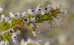 Erica simulans