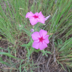 Phlox drummondii