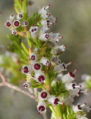 Erica simulans