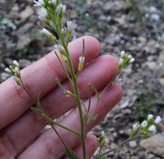 Arabis recta