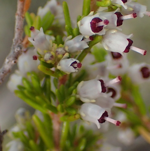 Image of Erica simulans by (c) Nicola van Berkel, some rights reserved (CC BY-SA)