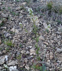 Arabis recta