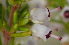 Erica simulans