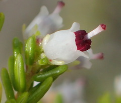 Erica simulans